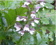 Flor de acanto